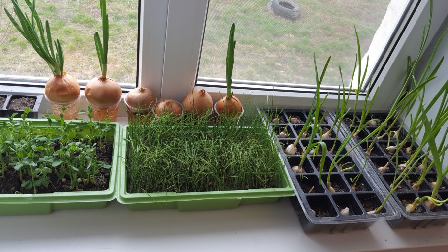 Кинза и укроп