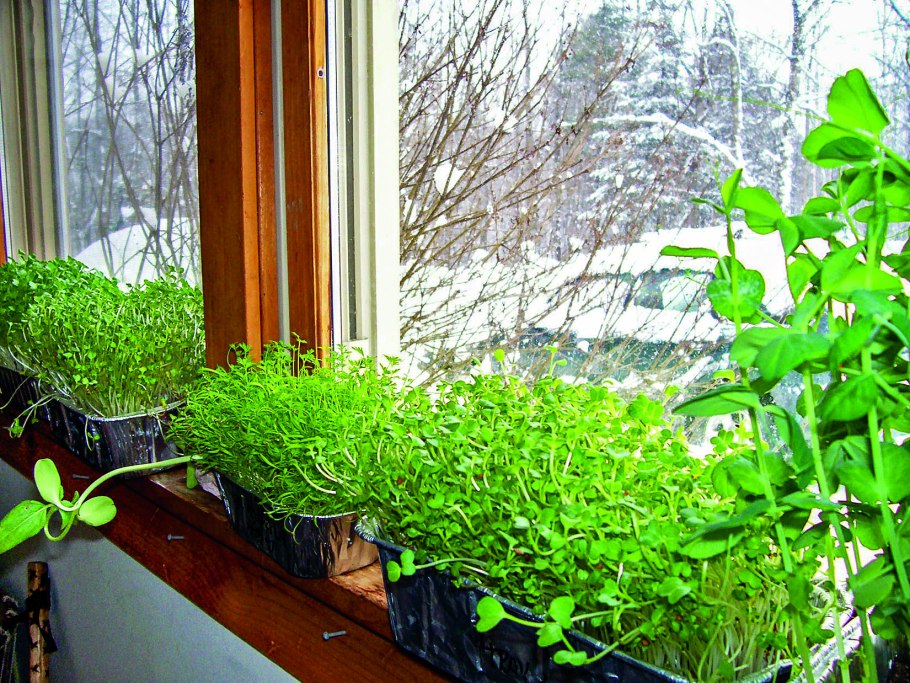 Кашпо для зелени на подоконнике