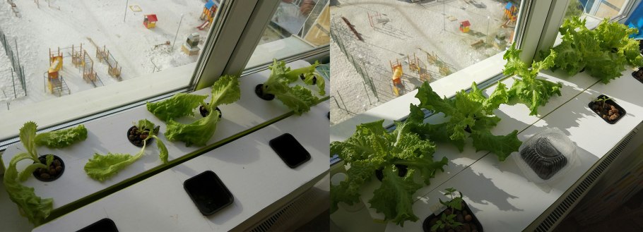 Зимнее утро в окне