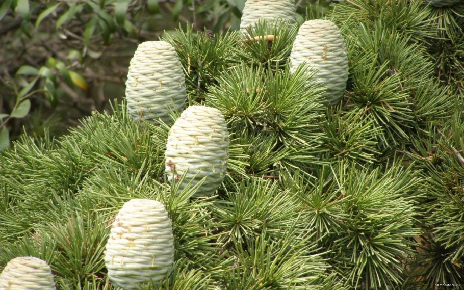 Пихта корейская samling