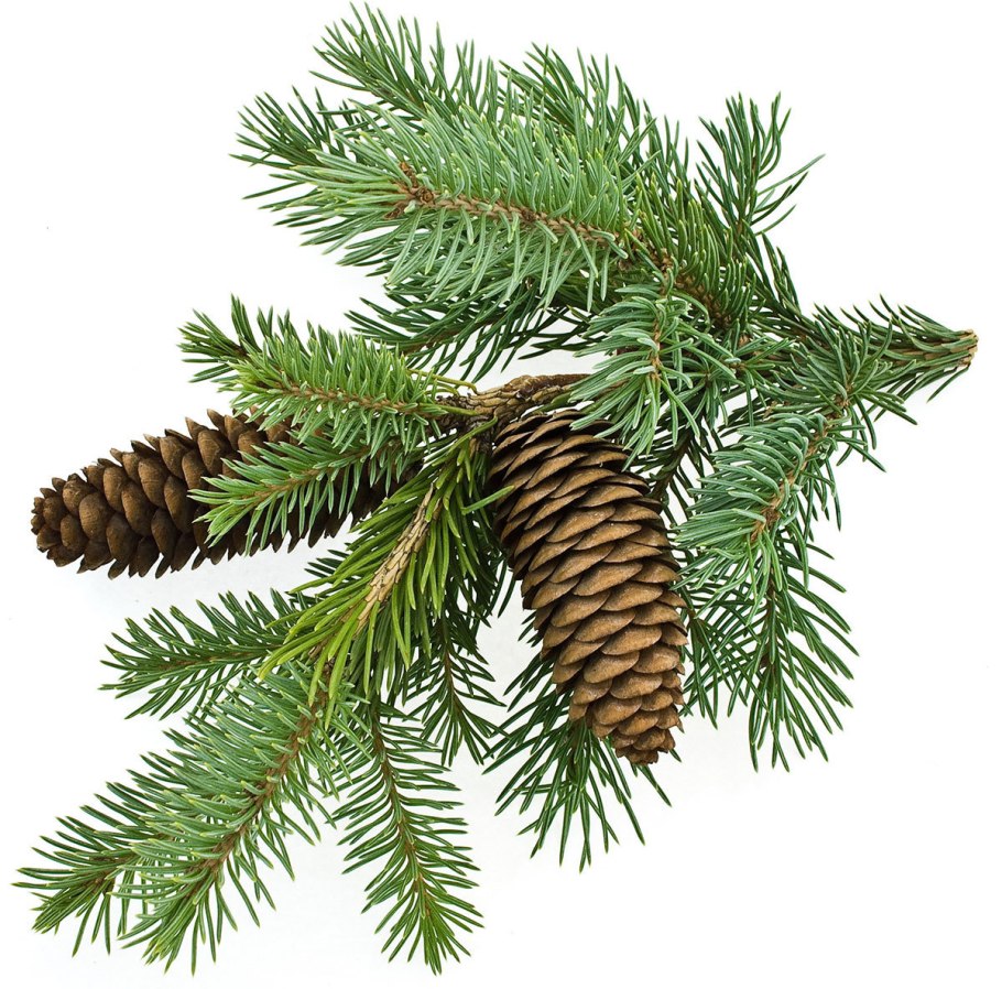 Сосновый экстракт пихта Сибирская