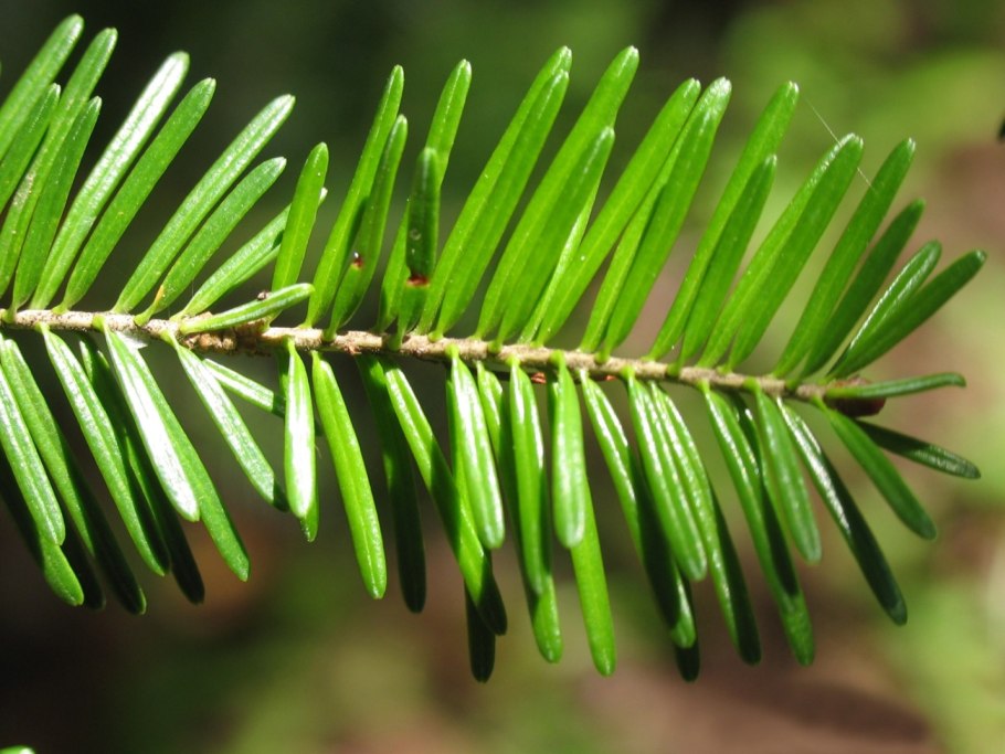 Пихта Семенова