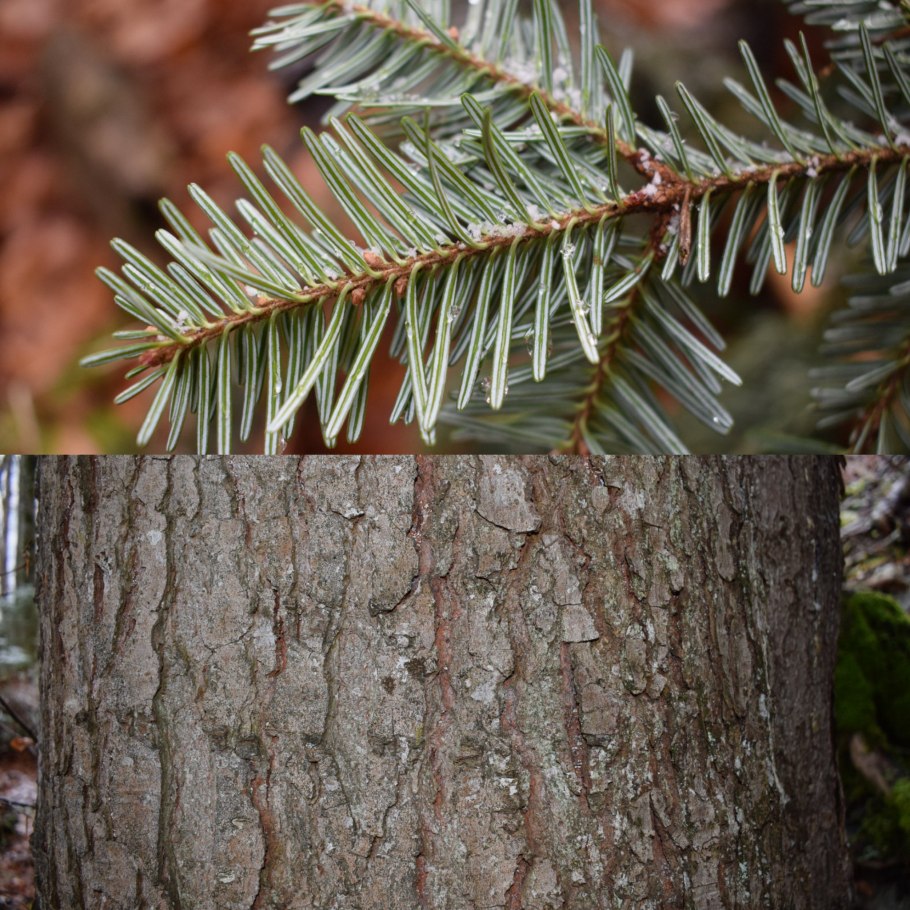 Пихта белая (Abies Alba p9)