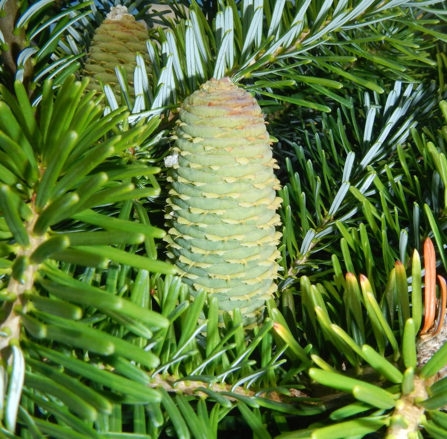 Хвойная ветка пихта