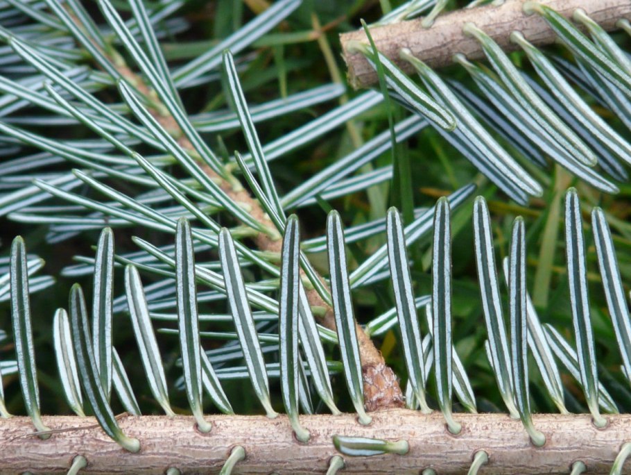 Хвоинки пихты