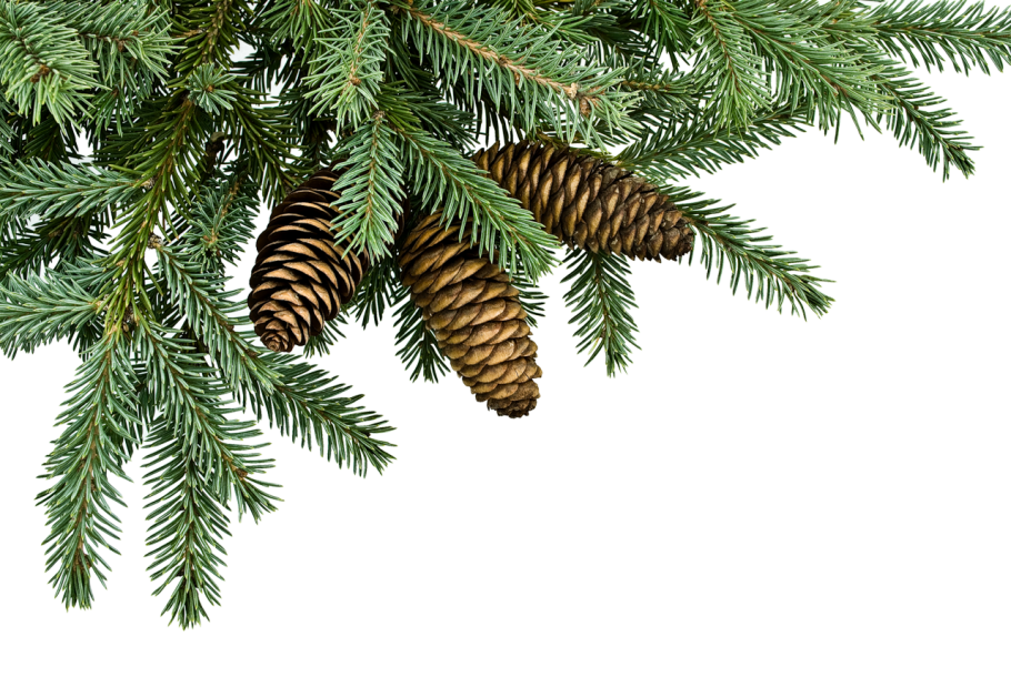 Пихта Сибирская шишки