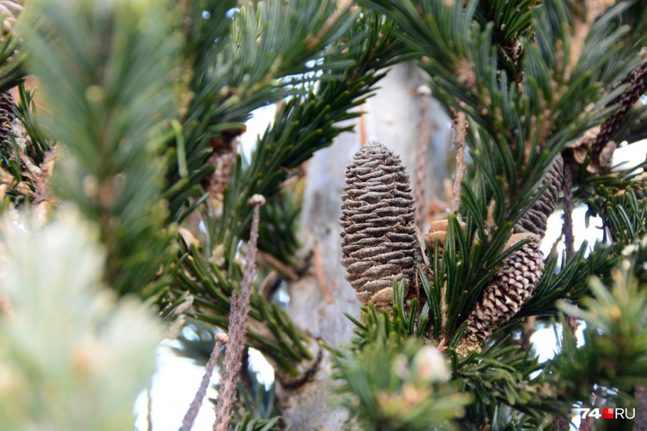 Пихта с серебряной хвоей
