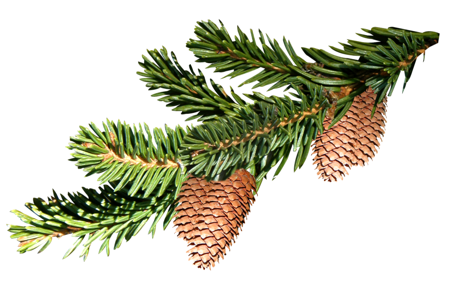 Пихта Сибирская хвоинки