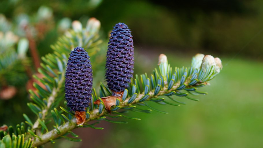 Abies cephalonica