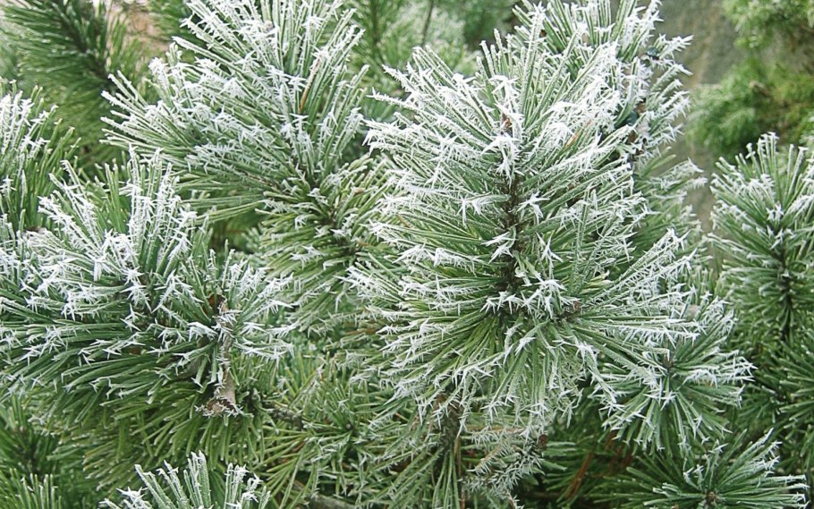 Пихта веник