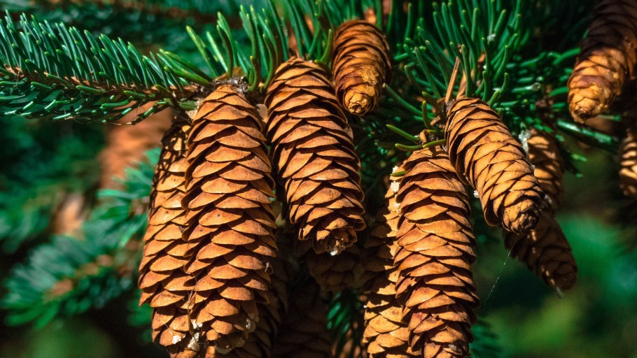 Красивые хвойные деревья