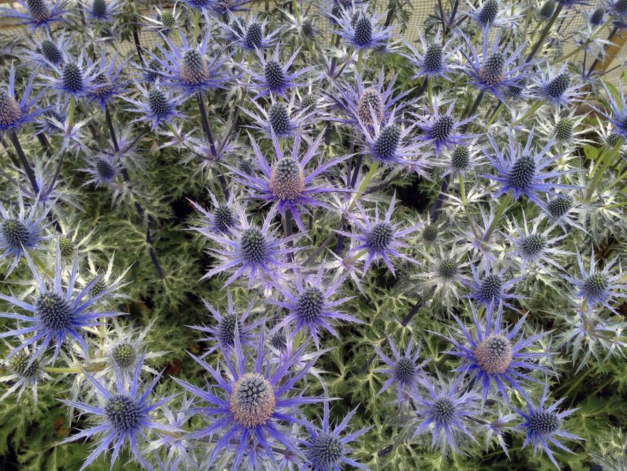 Синеголовник плосколистный Eryngium Planum