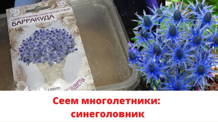 Мордовник шароголовый