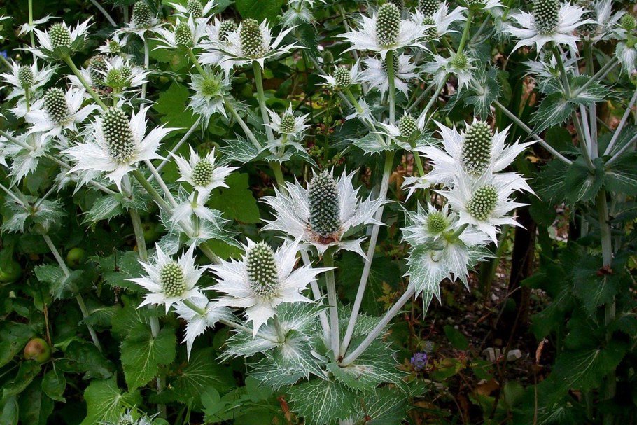 Синеголовник плосколистный Eryngium Planum