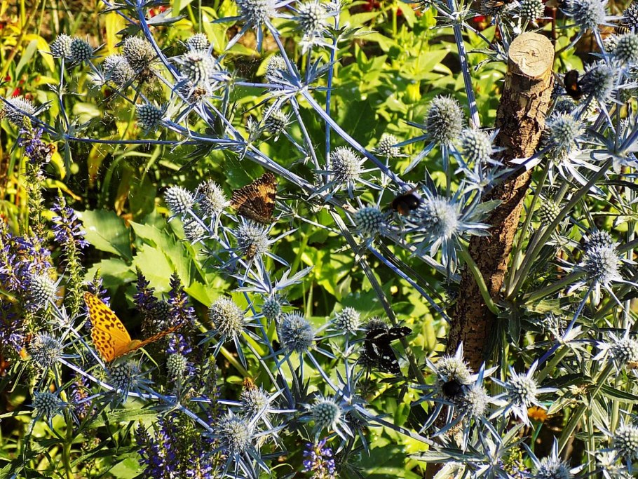 Синеголовник Eryngium alpinum "Blue Star