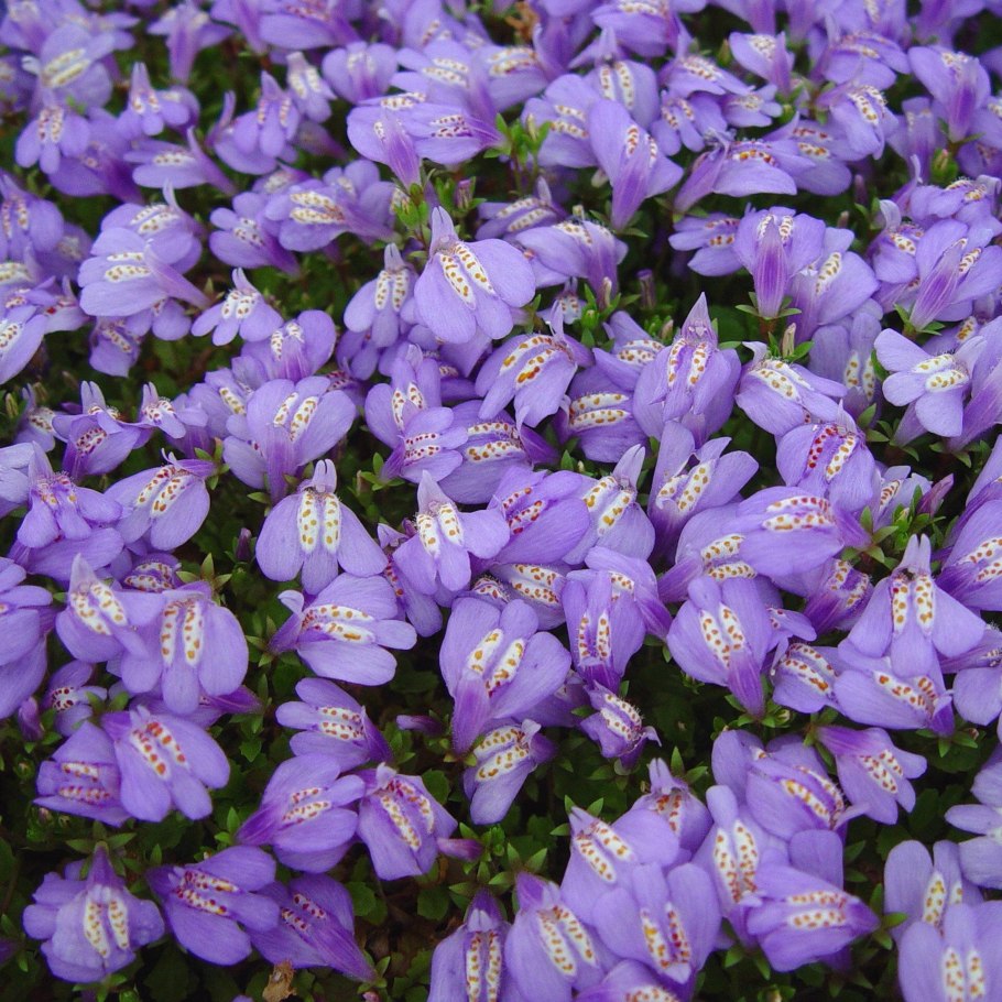 Мазус почвопокровный