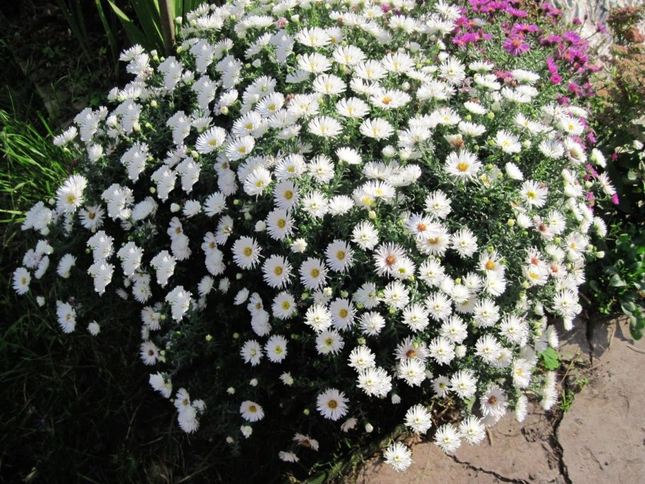 Астра кустарниковая новобельгийская