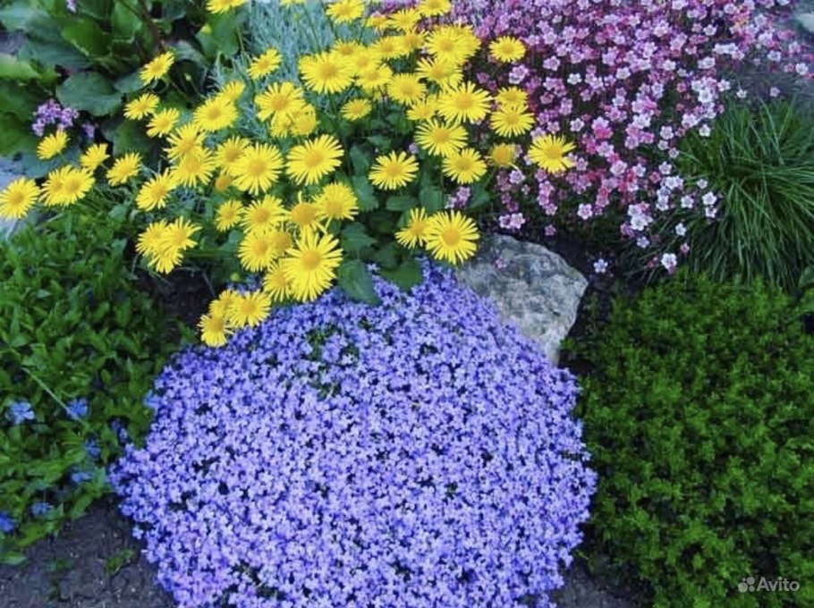 Агератум, Обриета, алиссум