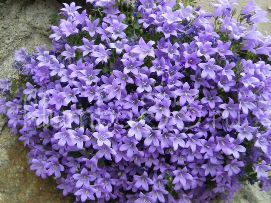 Колокольчик Портеншлага Клоквайз