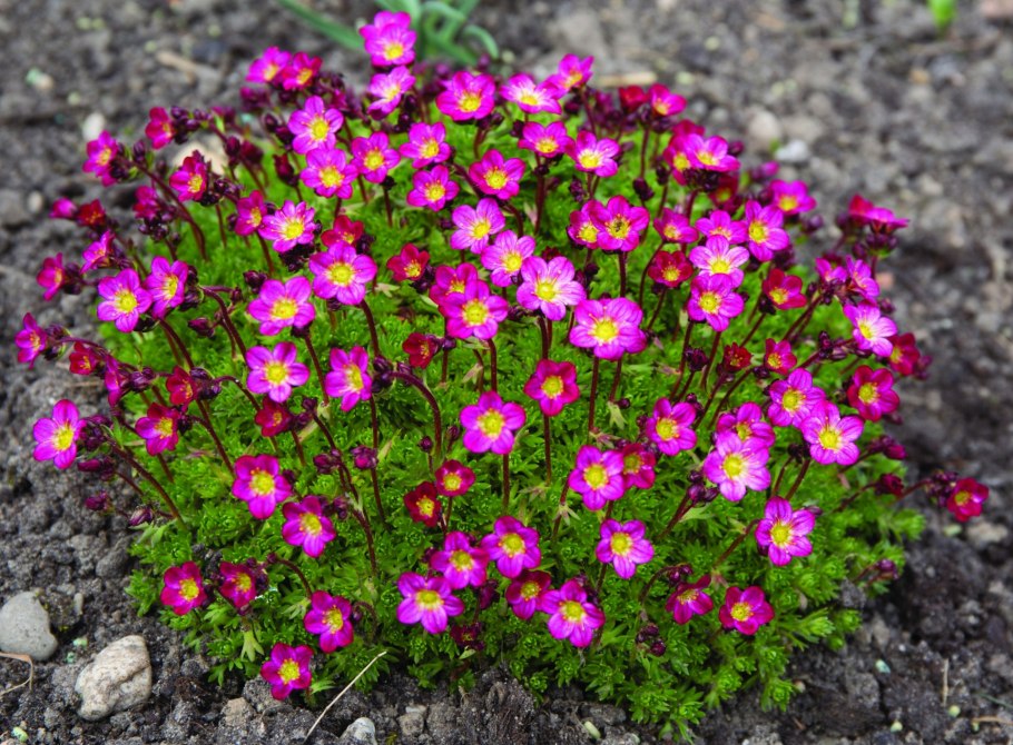 Камнеломка Арендса Пурпл