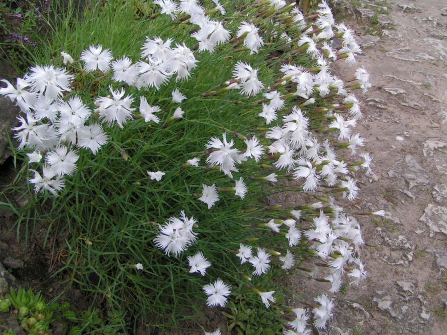 Гвоздика перистая белая