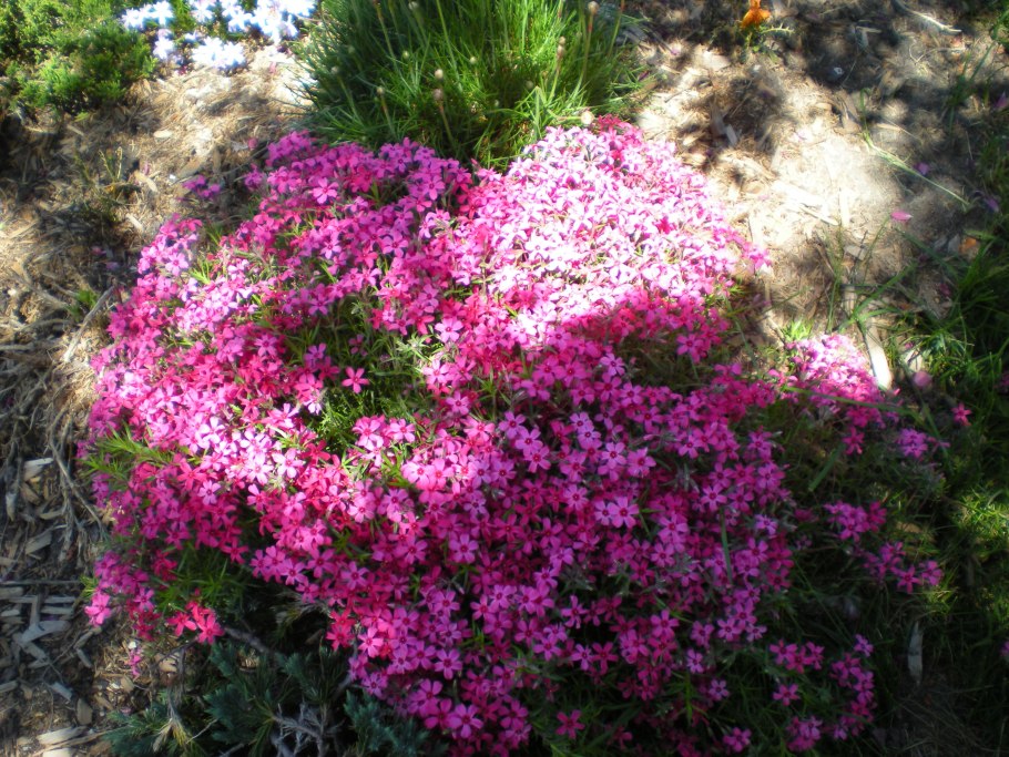 Creeping Phlox