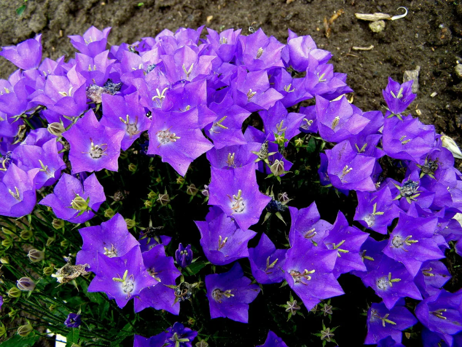 Кампанула Карпатский колокольчик