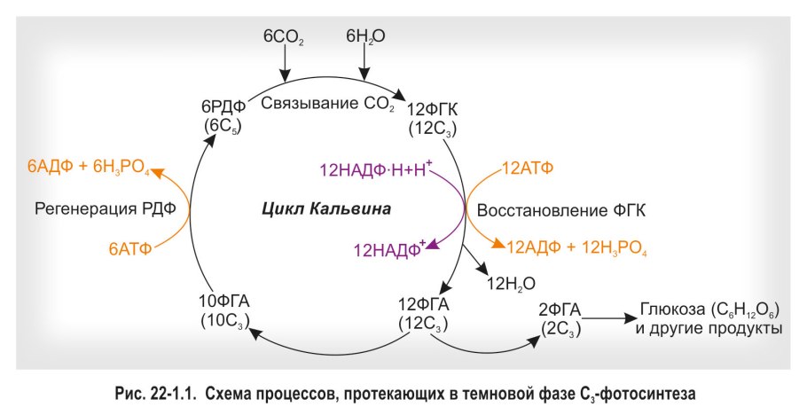 Цикл Кальвина с4