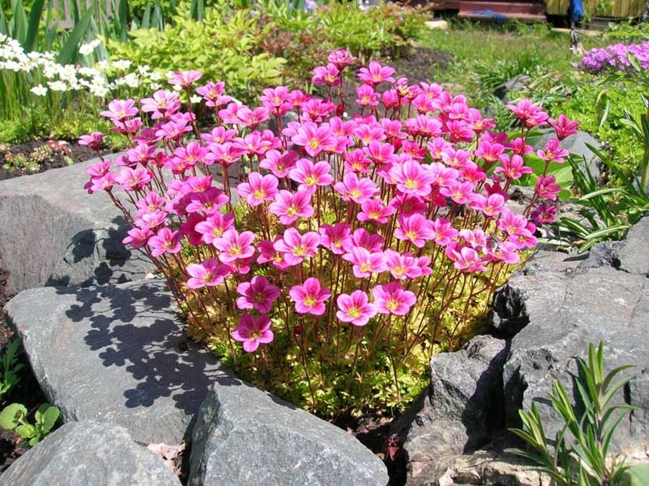 Камнеломка Арендса пурпурная мантия