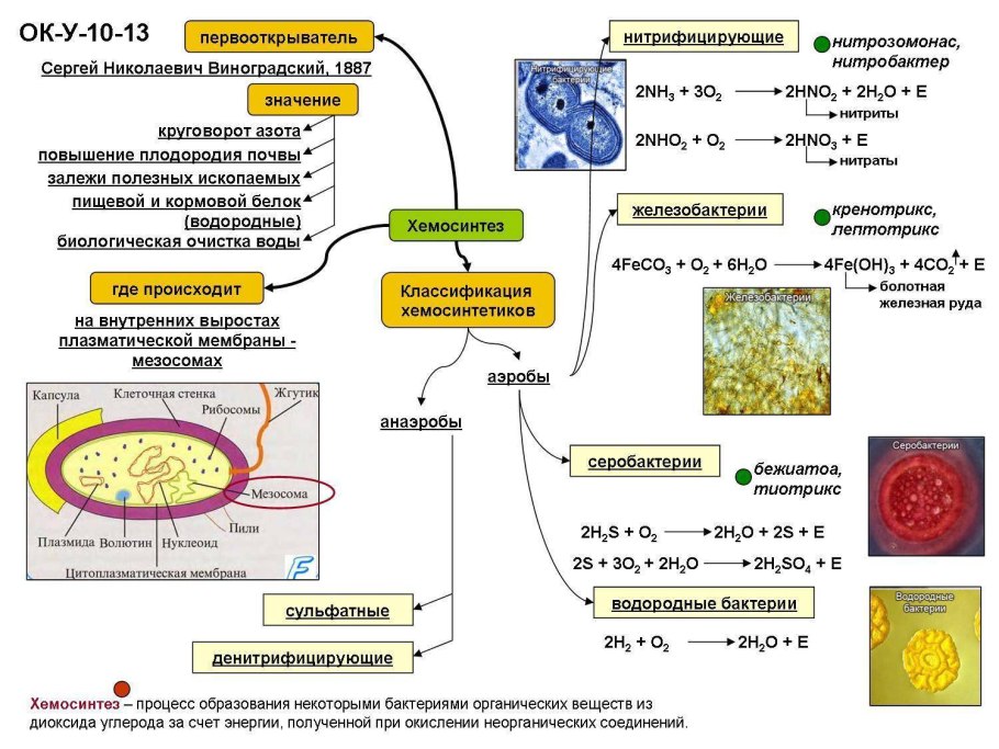 Хемосинтез таблица 10 класс биология