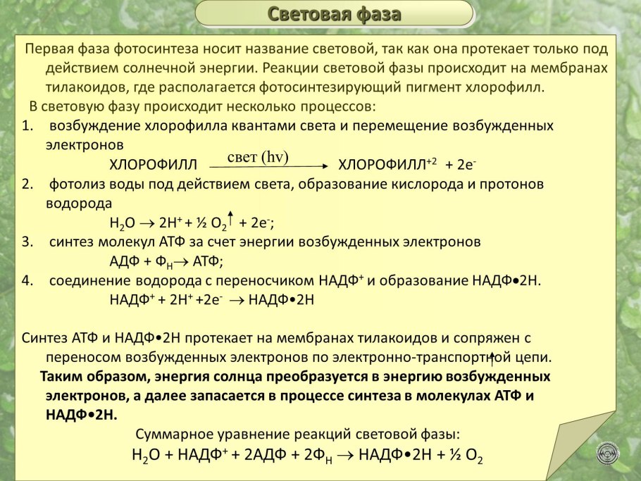 Процессы световой фазы фотосинтеза