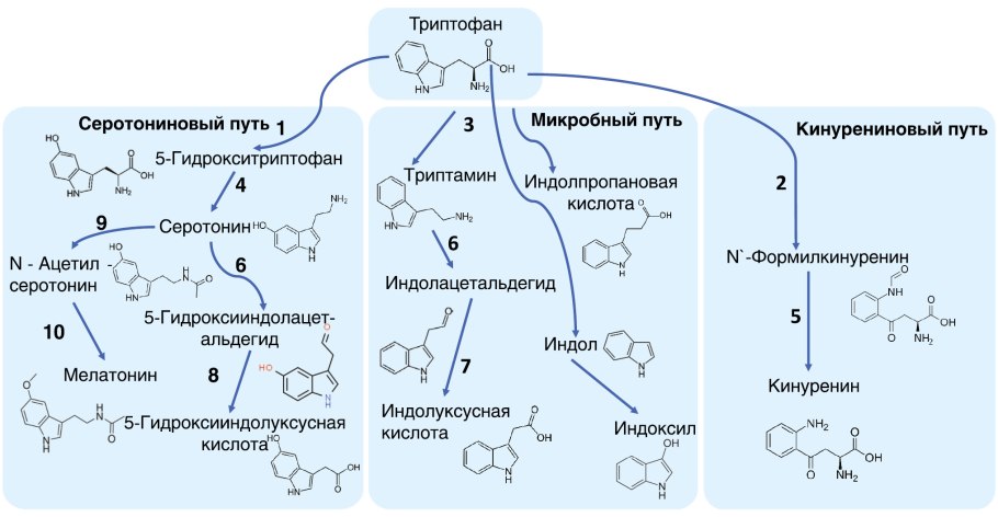 Кинурениновый путь триптофана