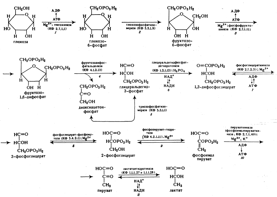 Аэробный гликолиз схема реакций