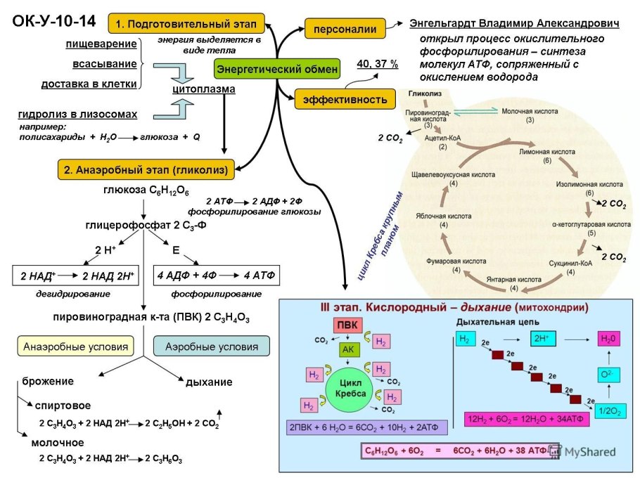 Кислородный этап энергетического обмена схема