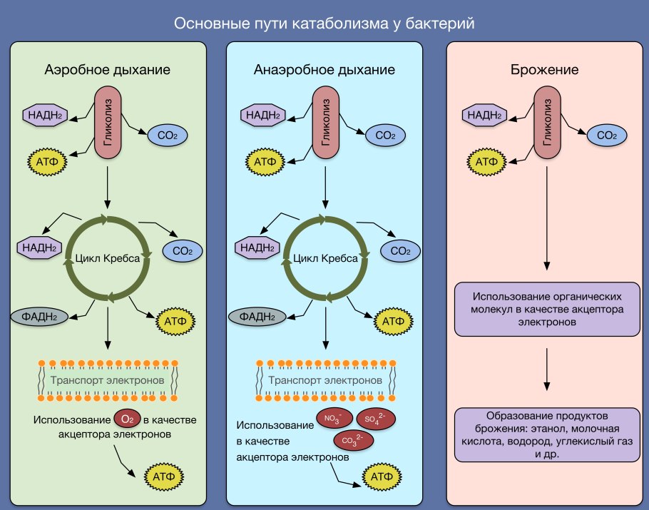 Аэробное и анаэробное дыхание схема
