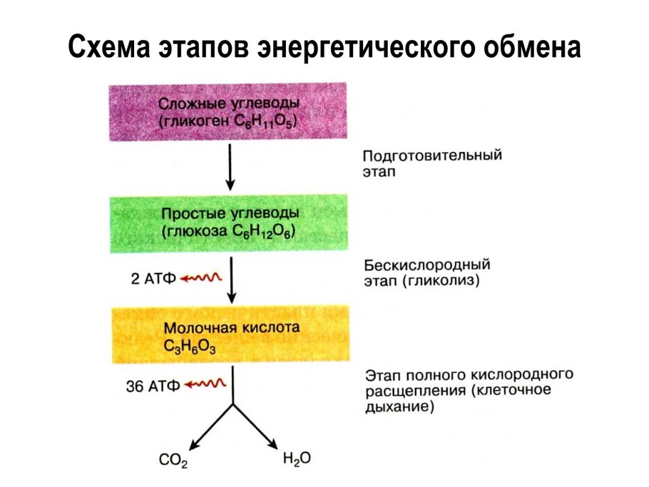 Этапы энергия обмена веществ схема