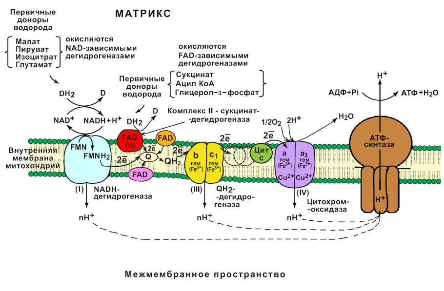 Дыхательная цепь митохондрий биохимия схема