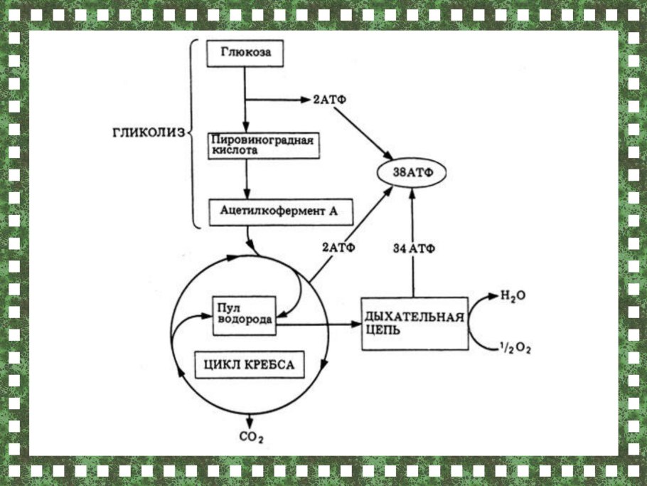 Схема процесса клеточного дыхания