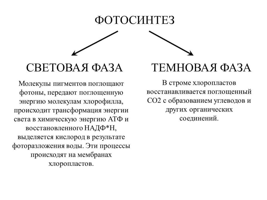 Процессы световой фазы фотосинтеза