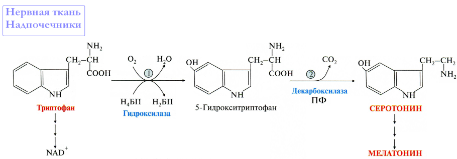 Схема синтеза серотонина из триптофана