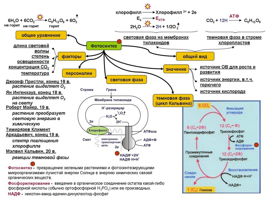 Фотосинтез схема ЕГЭ