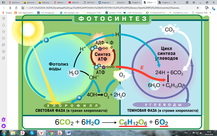 Световая фаза и темновая фаза фотосинтеза