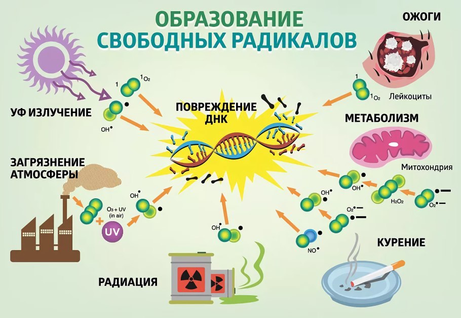 Свободные радикалы и антиоксиданты в организме