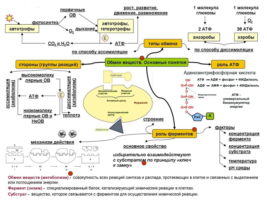 Метаболизм опорный конспект