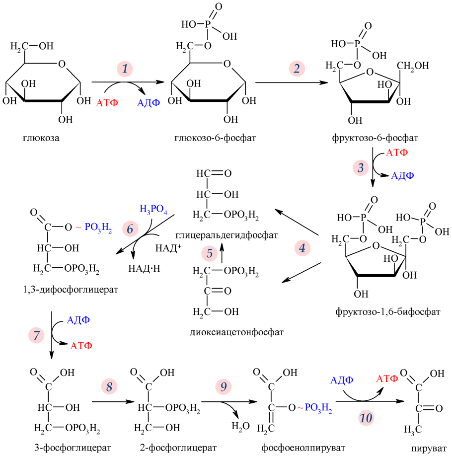 Схема аэробного распада Глюкозы биохимия