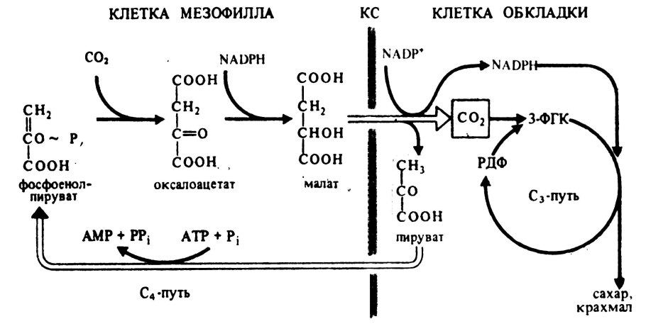 С4 путь фотосинтеза цикл хетча-слека