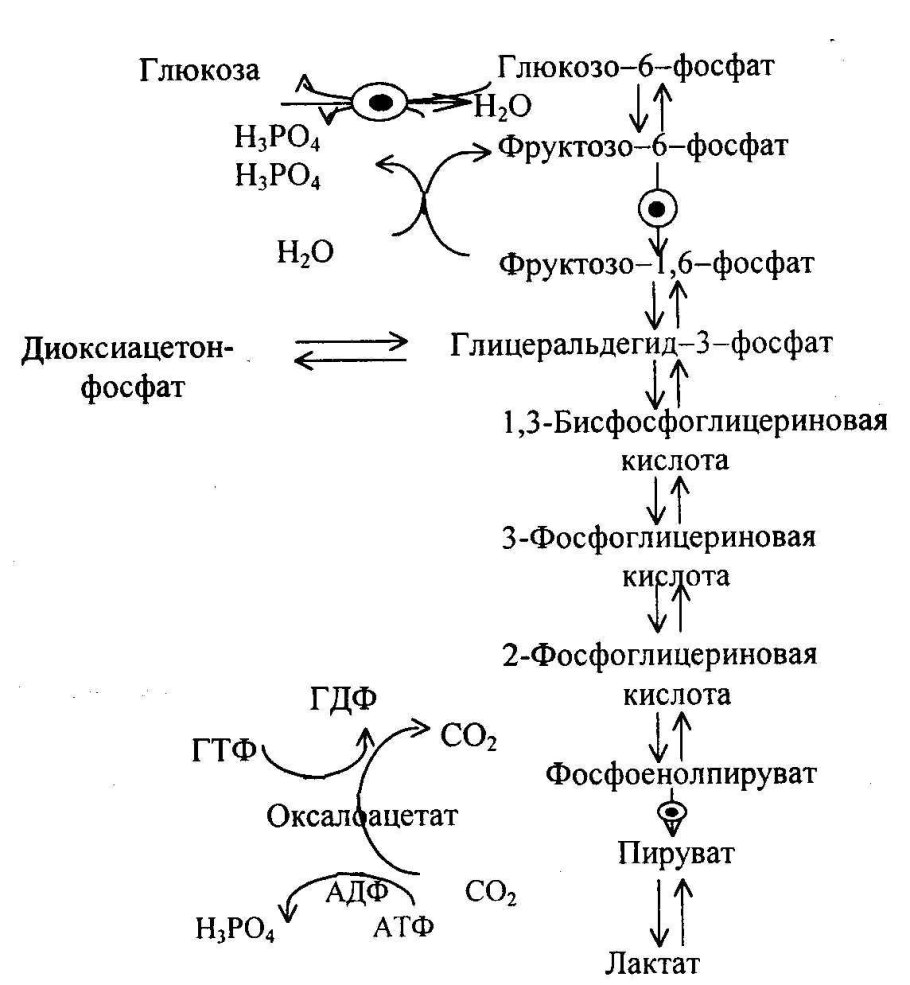 Биосинтез Глюкозы глюконеогенез