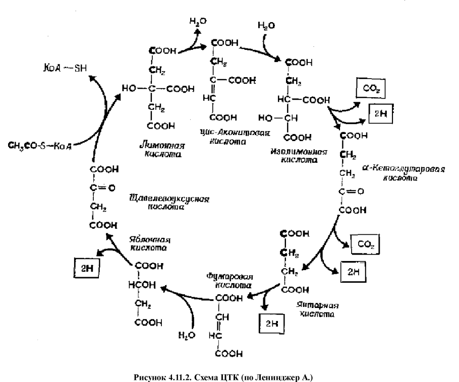 Цикл трикарбоновых кислот цикл Кребса