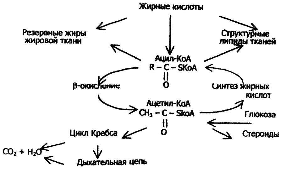 Схему метаболического пути жирных кислот