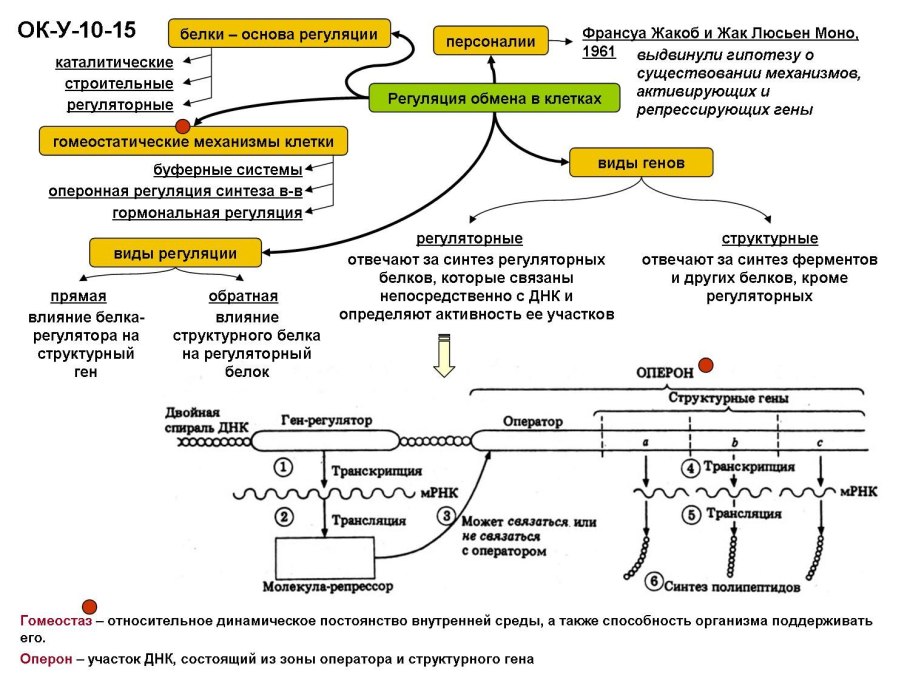 Регуляция обменных процессов в клетке 10 класс